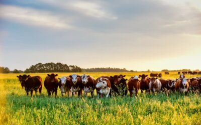 ¿Qué tipos de ganadería existen?