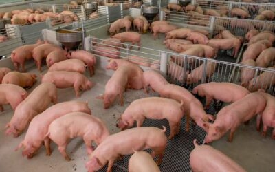 ¿Cuál es el presupuesto de una granja porcina?