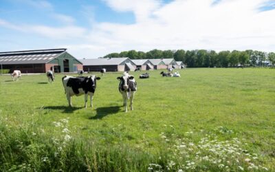 ¿Qué es la ganadería?