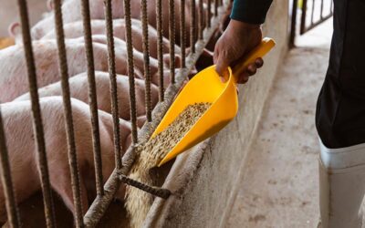 ¿Qué comen los cerdos de granja?