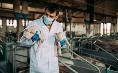 El mejor diseño de una granja porcina