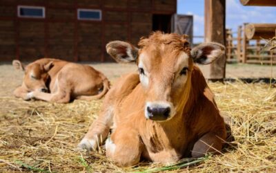 ¿Cuánto cuesta hacer una granja de terneros?