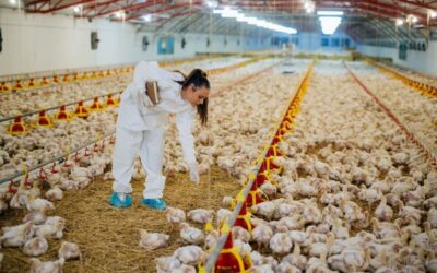 Secretos de granja de pollos ecológicos