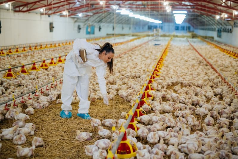 Secretos de granja de pollos ecológicos