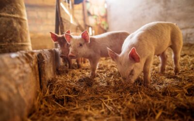 Alimentación de animales de granja