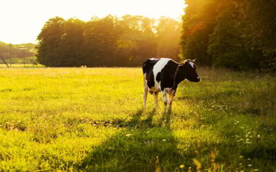 Ganadería en Aragón