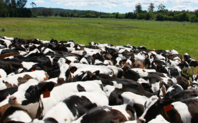 Principales ferias ganaderas en España