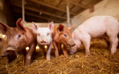 ¿Qué tipos de granjas porcinas existen?