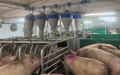 Reforma de granja de 600 cerdas en Fabara (Zaragoza)