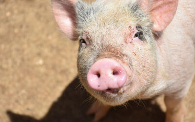 ¿Qué es el estrés por calor en animales?