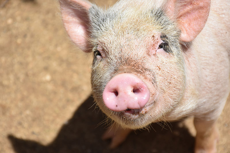 ¿Qué es el estrés por calor en animales?