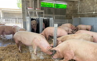 Reforma en granja de cerdas gestantes: Sistema de alimentación electrónica