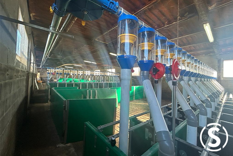Comederos lineales para cerdas gestantes en acero inoxidable. Los mejores del mercado.