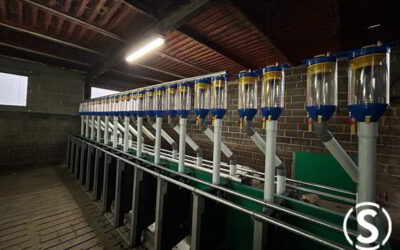 Comederos lineales para cerdos