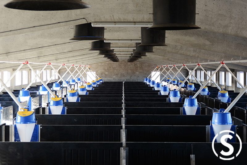 Modernización de granja de cerdos Modernización de granjas de cerdos, sistemas de alimentación, ventilación y optimización de procesos.