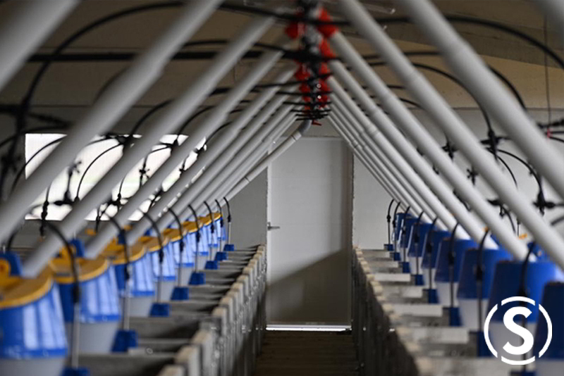 Reforma de granja de cerdos