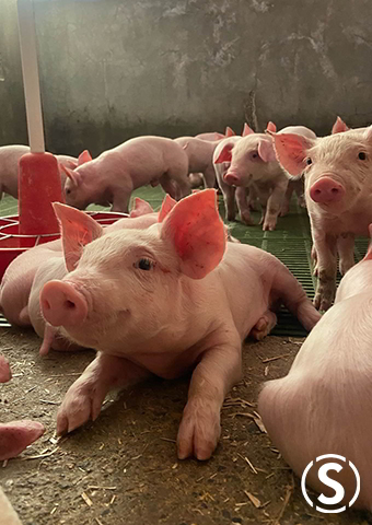 que comen los cerdos de granja ¿Qué comen los cerdos de granja? La alimentación de los cerdos en sus primeras fases de vida.