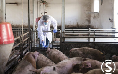 Cómo Preparar tu Granja para los Cambios de Temperatura